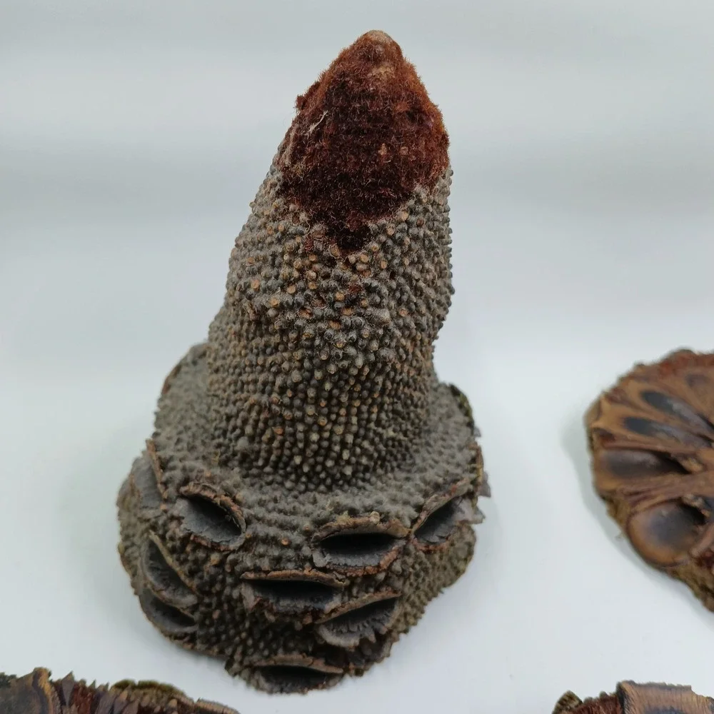 COASTERS Banksia Pod Set of 6 Brown‎